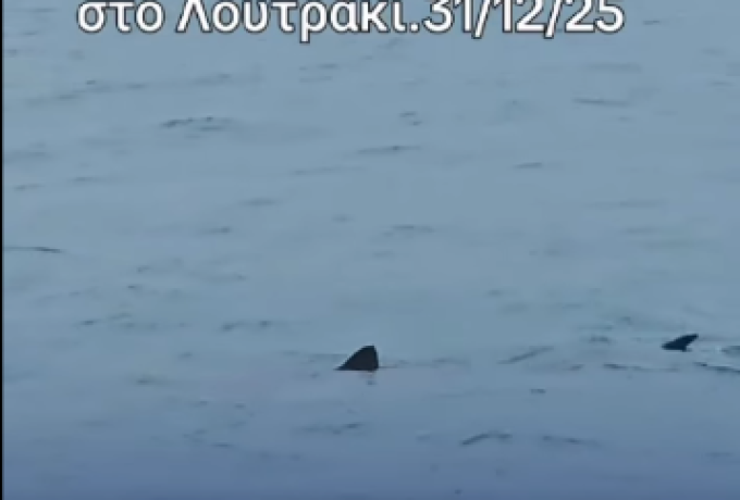 Απίστευτο Θέαμα: Καρχαρίας Κοντά στην Ακτή του Λουτρακίου την Παραμονή Πρωτοχρονιάς